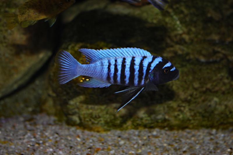 Maylandia zebra 'Thumbi West Island'